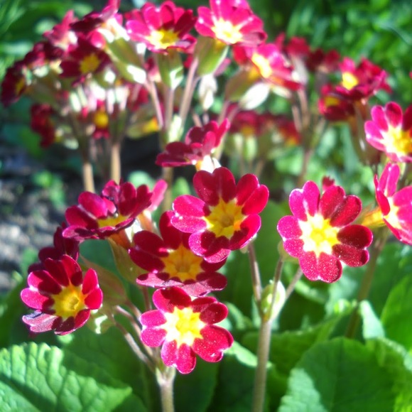 Meet your Posher, Dana - Picture 1 of 1